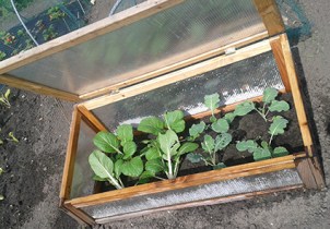 paksoi en broccoli groter