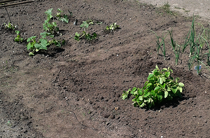 uien en courgettes en munt